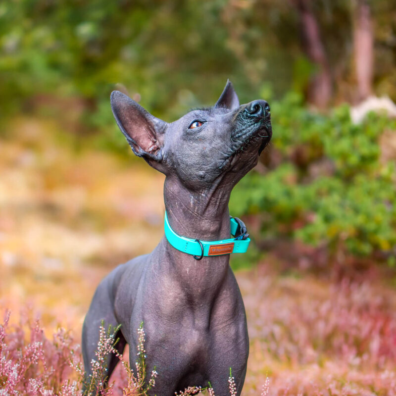 Obroża regulowana BIOTHANE, z blokadą - obrazek 3
